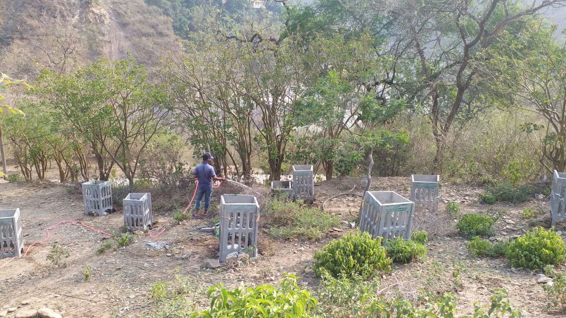  FIXING OF TREE GUARDS TO PROTECT THE YOUNG TREES 